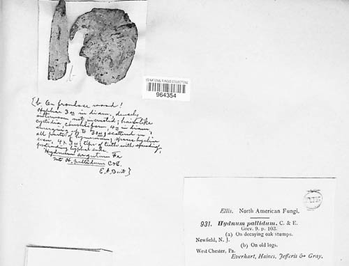 Hydnum repandum image
